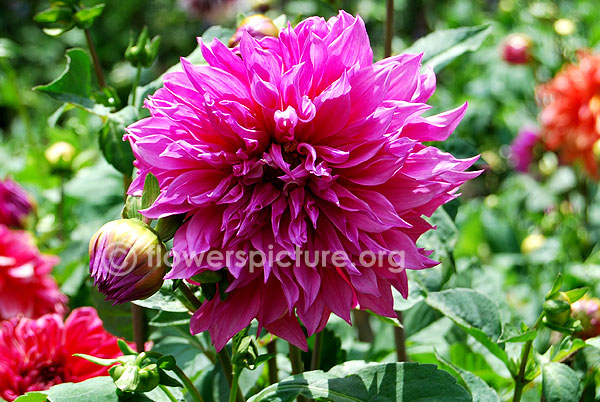 Dahlia emory paul