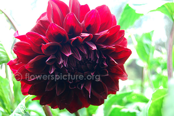 Dahlia shadowcat