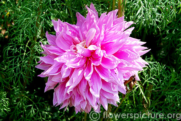 dahlia baby pink