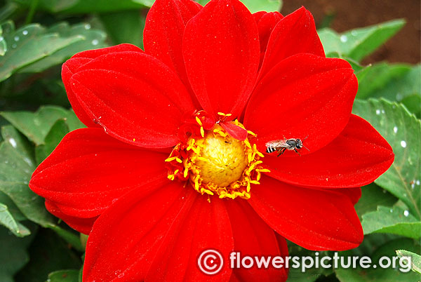 dahlia hybrid red