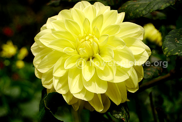 dahlia hybrida