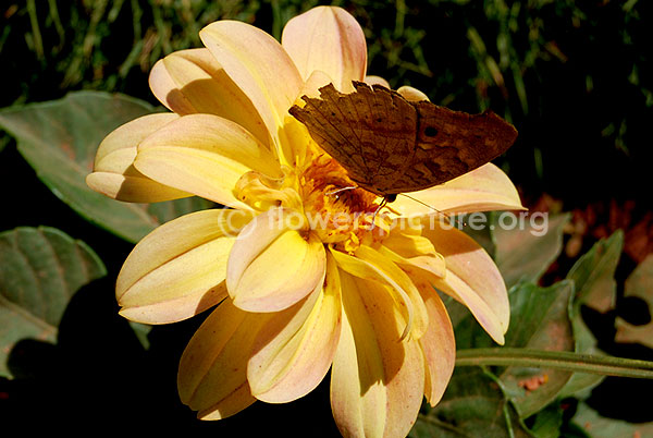 Dahlia orange beige yellow