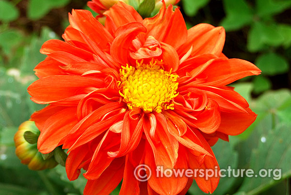 dahlia orange hybrid single