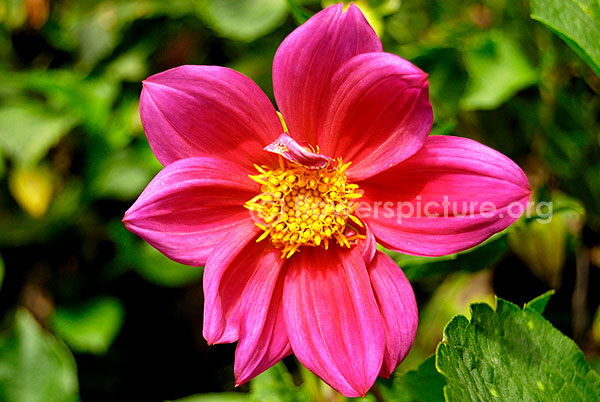 dahlia pink