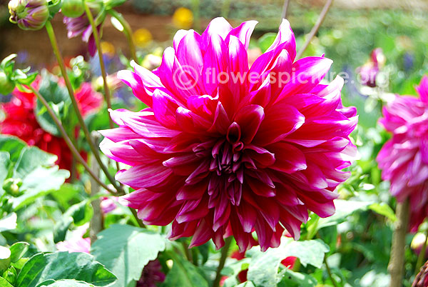 Dahlia Pink White