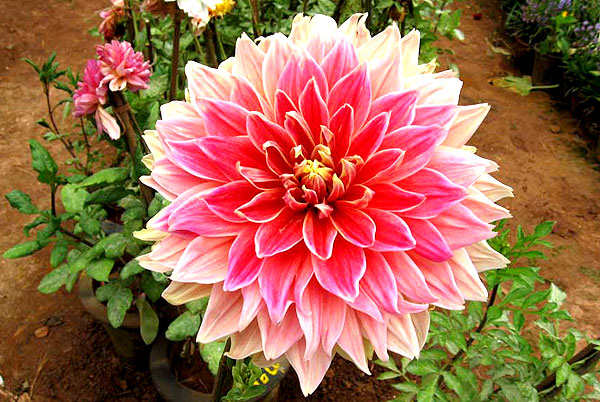 Dahlia pink yellow hybrid