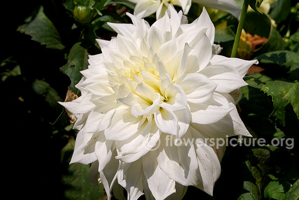 Dahlia pure white