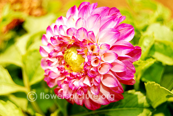 Dahlia Purple Group