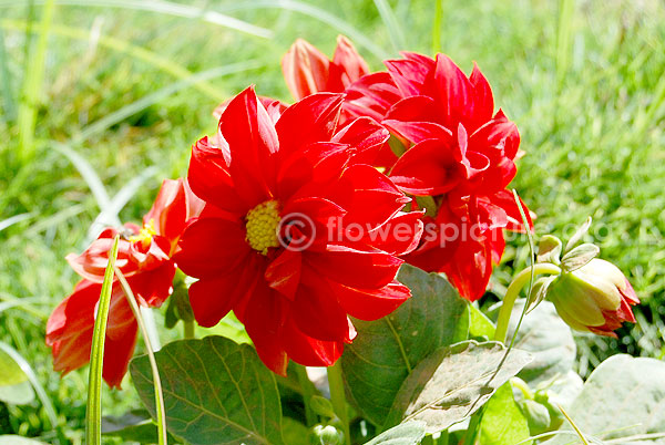 dahlia red hybrid double