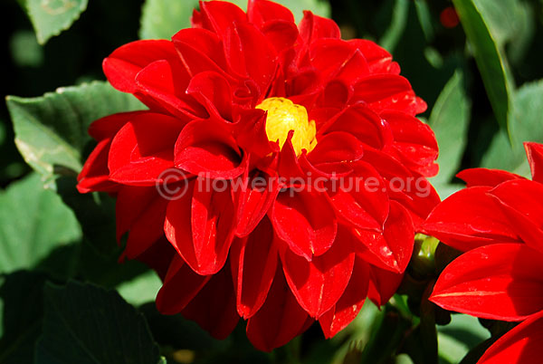 Dahlia Red Single