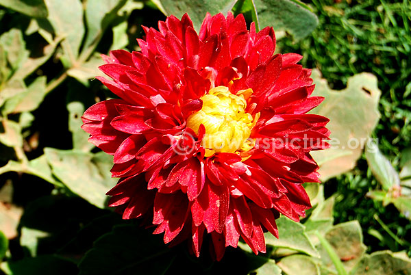 dahlia variabilis red