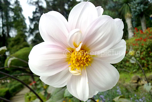 dahlia white