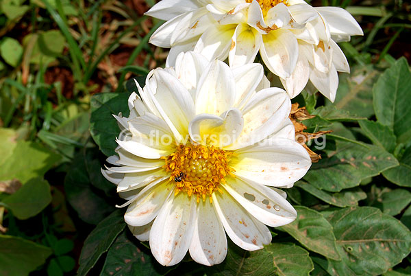 Dahlia white double