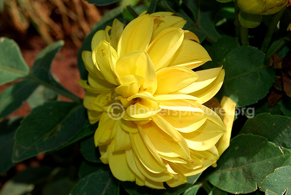 Dahlia Yellow Single