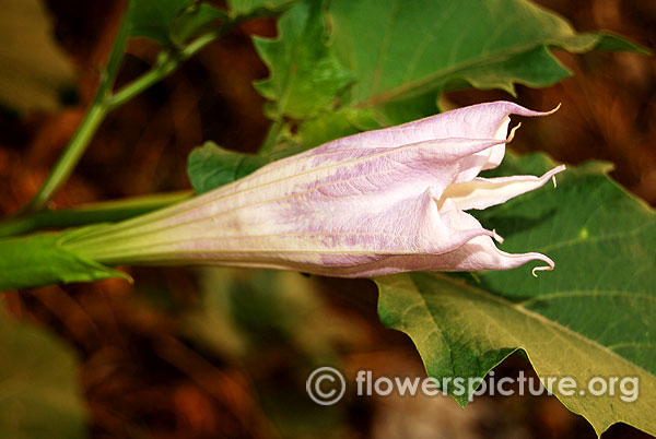 Datura stramonium