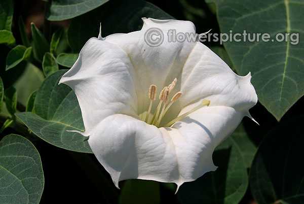 datura inoxia