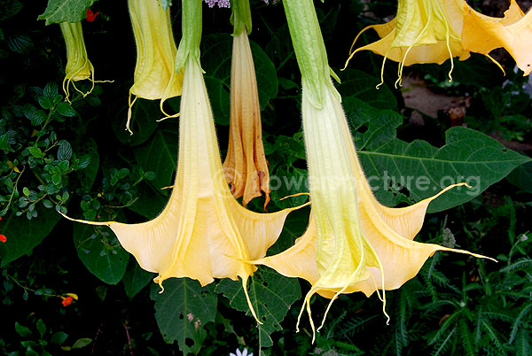 datura metel