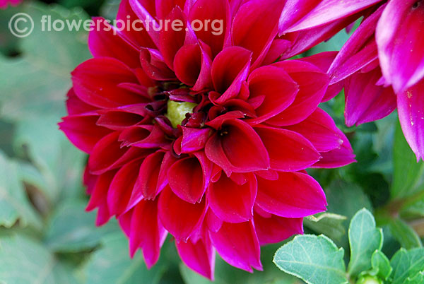 Decorative dahlia