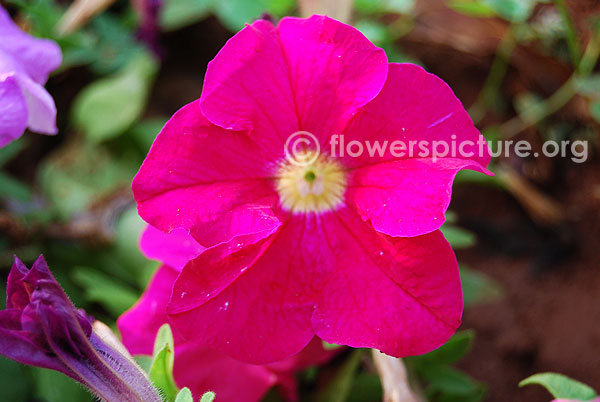 Deep pink petunia