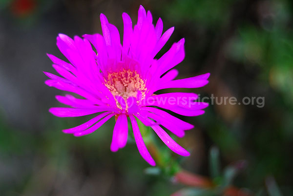 Delosperma cooperi