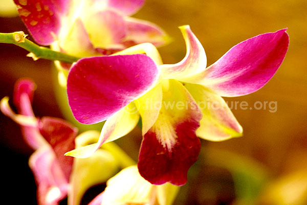 Dendrobium purple