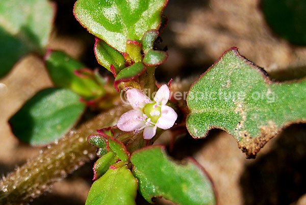 Desert horse purslane