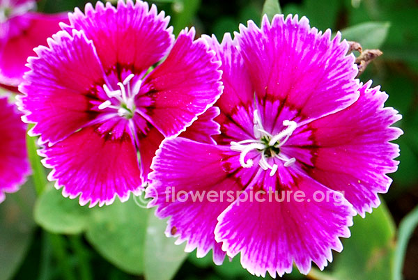 Dianthus alpinus joan's blood