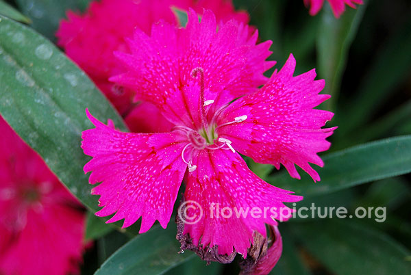 Dianthus balbisii