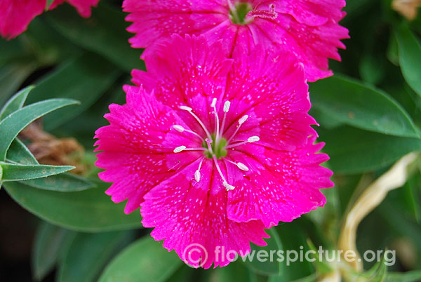 Dianthus barbatus magenta