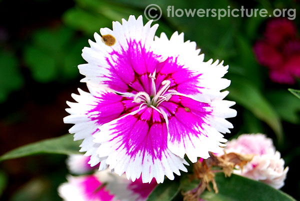 Dianthus barbatus sweet william