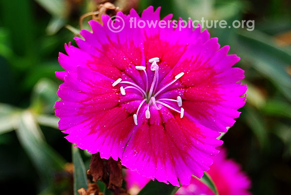 Dianthus caryophyllus