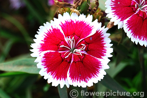 Dianthus chinensis