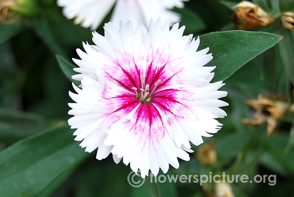 Dianthus gratianopolitanus