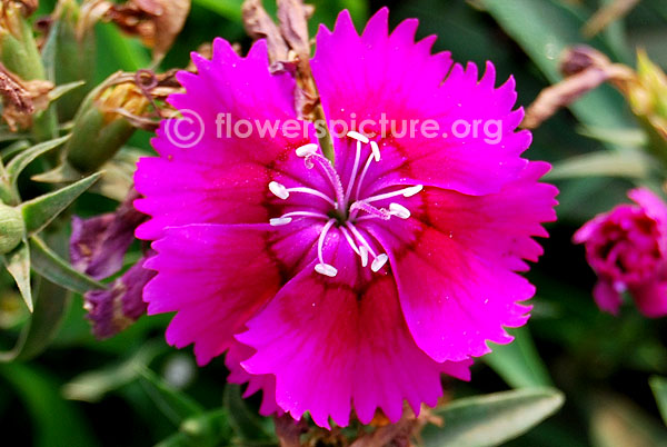 Dianthus magenta