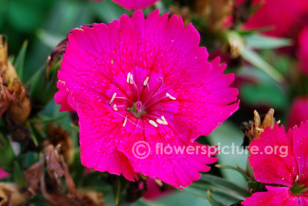 Dianthus pavonius