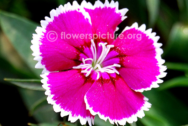 Dianthus pink