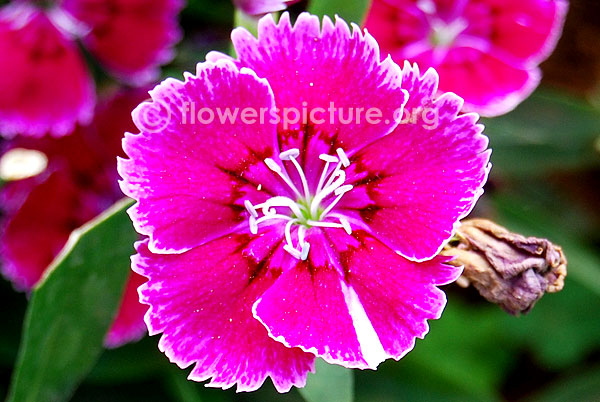 Dianthus plumarius