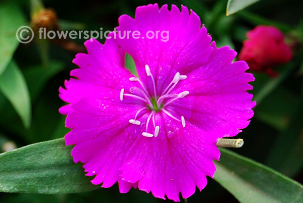 Dianthus purple