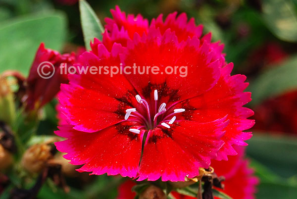 Dianthus red