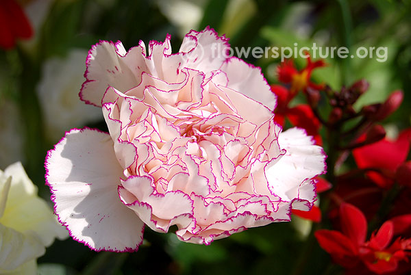 Dianthus Rendez vous