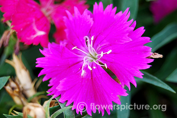 Dianthus violet