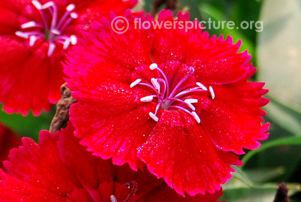 dianthus