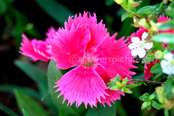 dianthus alpinus