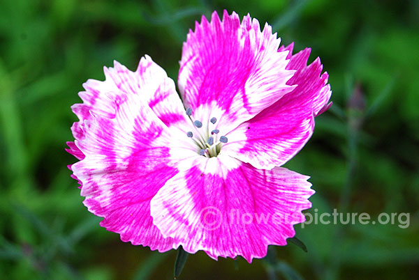 dianthus barbatus