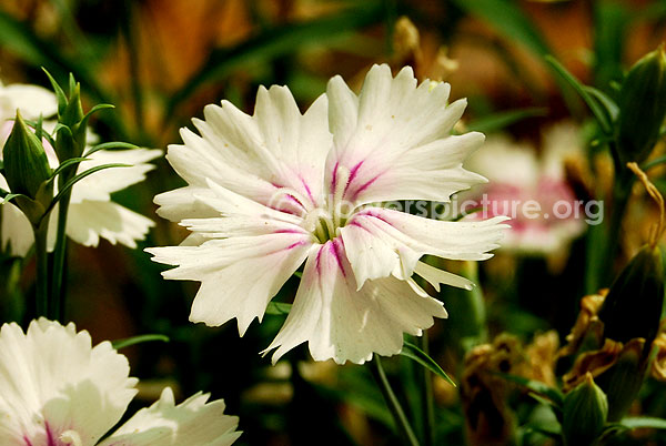 Dianthus barbatus white fantasy