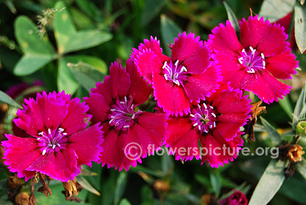 dianthus carthusianorum