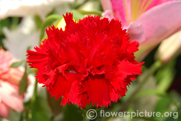 dianthus caryophyllus