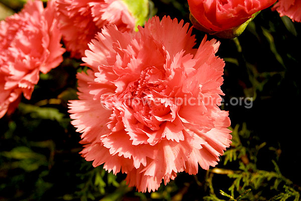 Dianthus Caryophyllus Baby Pink