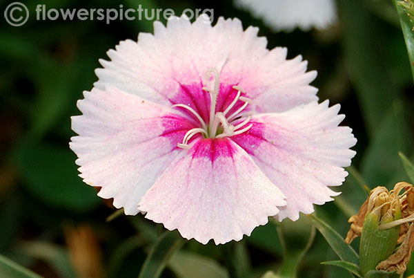 dianthus chinensis