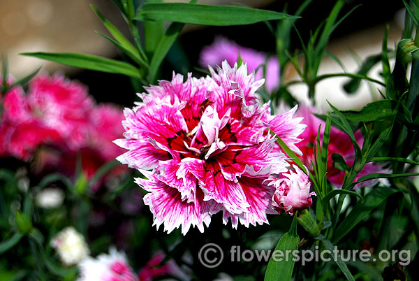 Dianthus deep pink